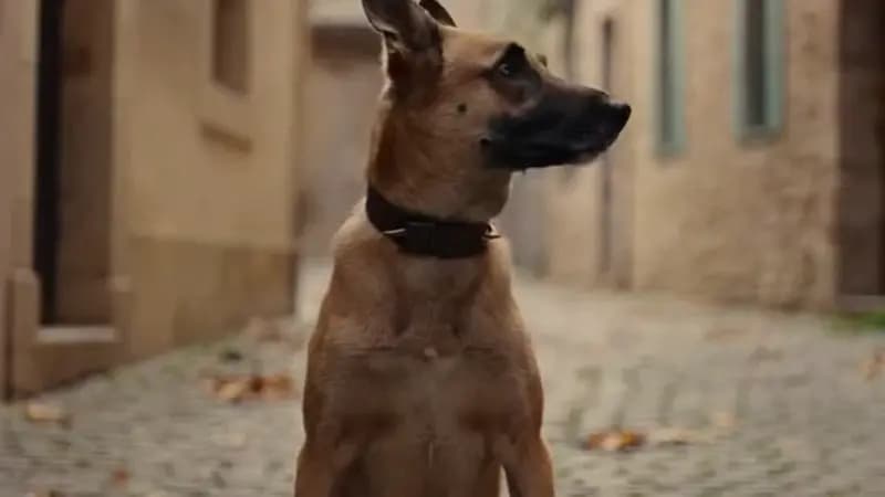 Vidéo – Chien
