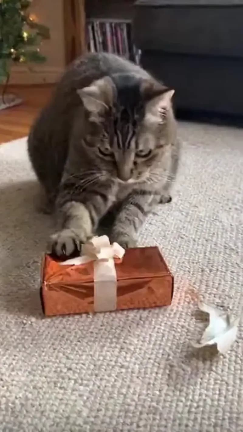 New vertical video run